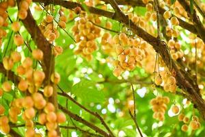 rambeh fruit cuelga en el árbol de rambeh fruta tropical en tailandia, rambi fresco y maduro en el verano foto