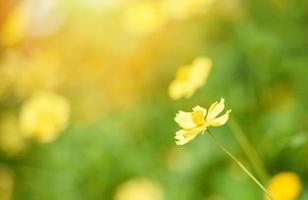 Nature yellow flower field blur background Yellow plant calendula autumn colors beautiful in the garden photo