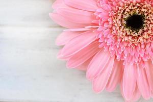 Soft pink flower gerbera daisy on white  table background