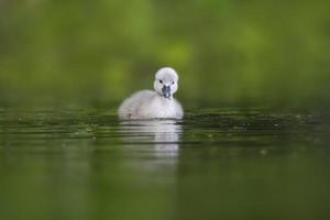 a young swan chick swimming on a lake photo