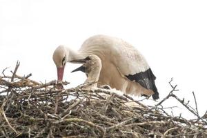 a white stork with chicks in its nest photo