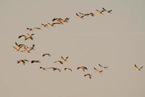 varias grullas vuelan en el cielo foto