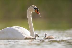 a swan and its chicks are swimming on a lake photo