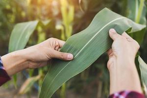 agricultor inspeccionando maíz en su campo, análisis de enfermedades de plantas usando tecnología. foto