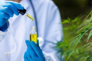 Doctor hand dripping hemp oil. Hemp oil drops details,  herb, medicine, drip, bio-medicine and ecologycbd oil from medical extraction photo