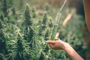 The hands of scientists dropping marijuana oil for experimentation and research, ecological hemp plant herbal pharmaceutical cbd oil from a jar. photo
