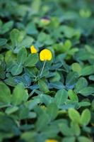 planta de maní pinto, pequeña flor amarilla foto