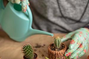 female hands in gloves hold a blue watering can and water a newly transplanted succulent photo