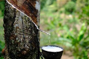 Fresh milky Latex flows into a plastic bowl in from para rubber tree photo