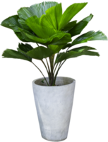 folhas verdes e vasos de plantas brancas png