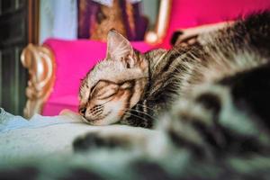 Cute cat is sleeping on the sofa photo