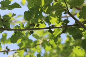 frutos de morera, moras en un árbol con hojas verdes foto