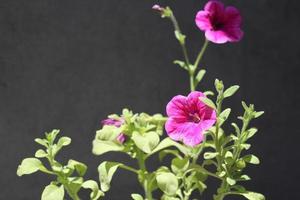 blooming flowers of the petunia plant close-up photo