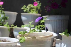 macetas con flores de petunia florecientes, una tienda para jardineros foto