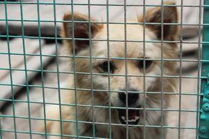 angry stray dog behind bars, trapping stray dogs, dog shelter photo