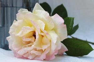 a blooming rose with mature leaves close-up photo