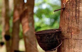 Rubber tapping in rubber tree garden. Natural latex extracted from para rubber plant. Rubber tree plantation. The milky liquid or latex oozes from wound of tree bark. Latex collect in small bucket. photo