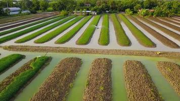 vue aérienne de dessus d'agriculteurs arrosant des légumes d'épinards à l'aide d'une machine à bateau dans le jardin planté en rangée le long de la rivière à des fins agricoles video