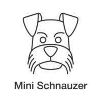 icono lineal de schnauzer en miniatura. ilustración de línea delgada. zwergschnauzer. símbolo de contorno dibujo de contorno aislado vectorial vector