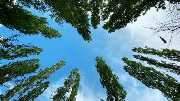 A photo of tree tops in the sky
