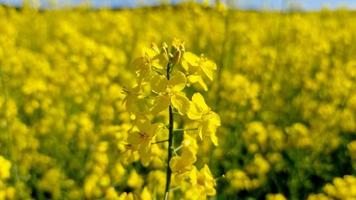 un foco en una flor de colza en un campo foto