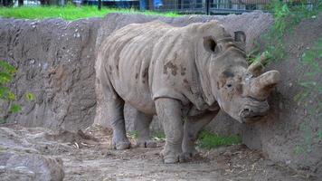 A photo of a big rhinoceros