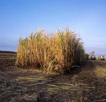 cosecha de caña de azúcar en texas foto