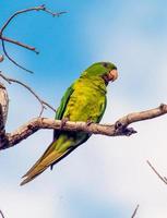 loro sur de texas foto