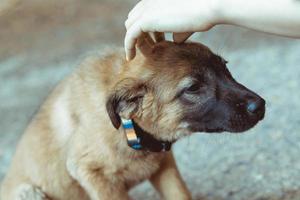 A lonely stray dog in the village photo