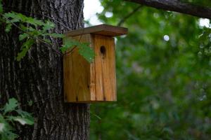 casa de pájaros en un árbol foto