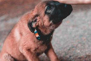 A lonely stray dog in the village photo