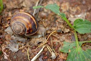 caracol en el suelo, con un primer plano foto