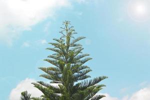 árbol de Navidad sobre un fondo de cielo azul nublado foto