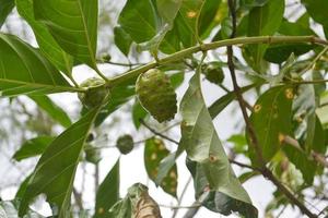 Close up Noni or Morinda Citrifolia Fruit with Texture photo
