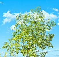 moringa tree with small green leafy branches photo