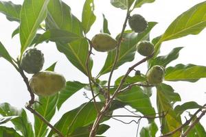 A Lot Green Noni or Morinda Citrifolia Fruits on Tree photo