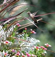 primeros planos de colibrí de garganta rubí foto