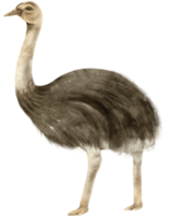 bebé avestruz sabana animales acuarela ilustración