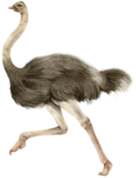 struisvogel savanne dieren aquarel illustratie png