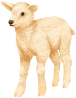 baby schapen aquarel boerderijdieren png