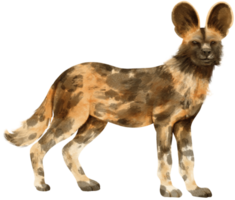 afrikansk vildhund savanna djur akvarellillustration png