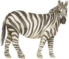 illustrazione dell'acquerello degli animali della fauna selvatica della zebra png