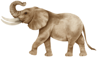 afrikansk elefant vilda djur vattenfärg illustration png