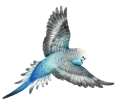 aquarell wellensittich sittich vogelillustration png