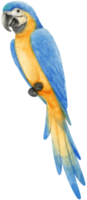 aquarelle d'illustration d'oiseau perroquet ara png