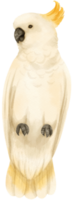 Watercolor sulphur-crested cockatoo bird illustration png