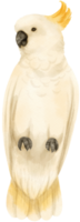 aquarell-schwefelhaubenkakadu-vogelillustration png