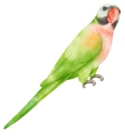 Watercolor red-breasted parakeet bird illustration png