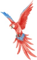 Watercolor of macaw parrot bird illustration png