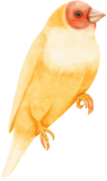 ilustración de pájaro pinzón gouldian acuarela png